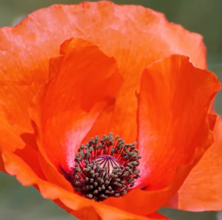 © Udo Becker - Oranger Mohn - Öl auf Leinwand